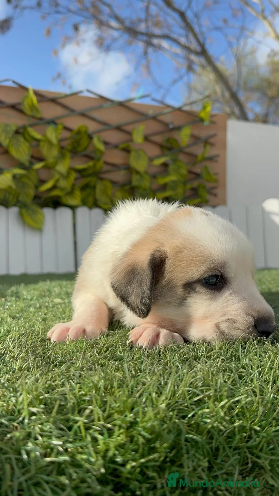 Mastín Español perros en venta: MASTIN ESPAÑOL - Anuncio 9