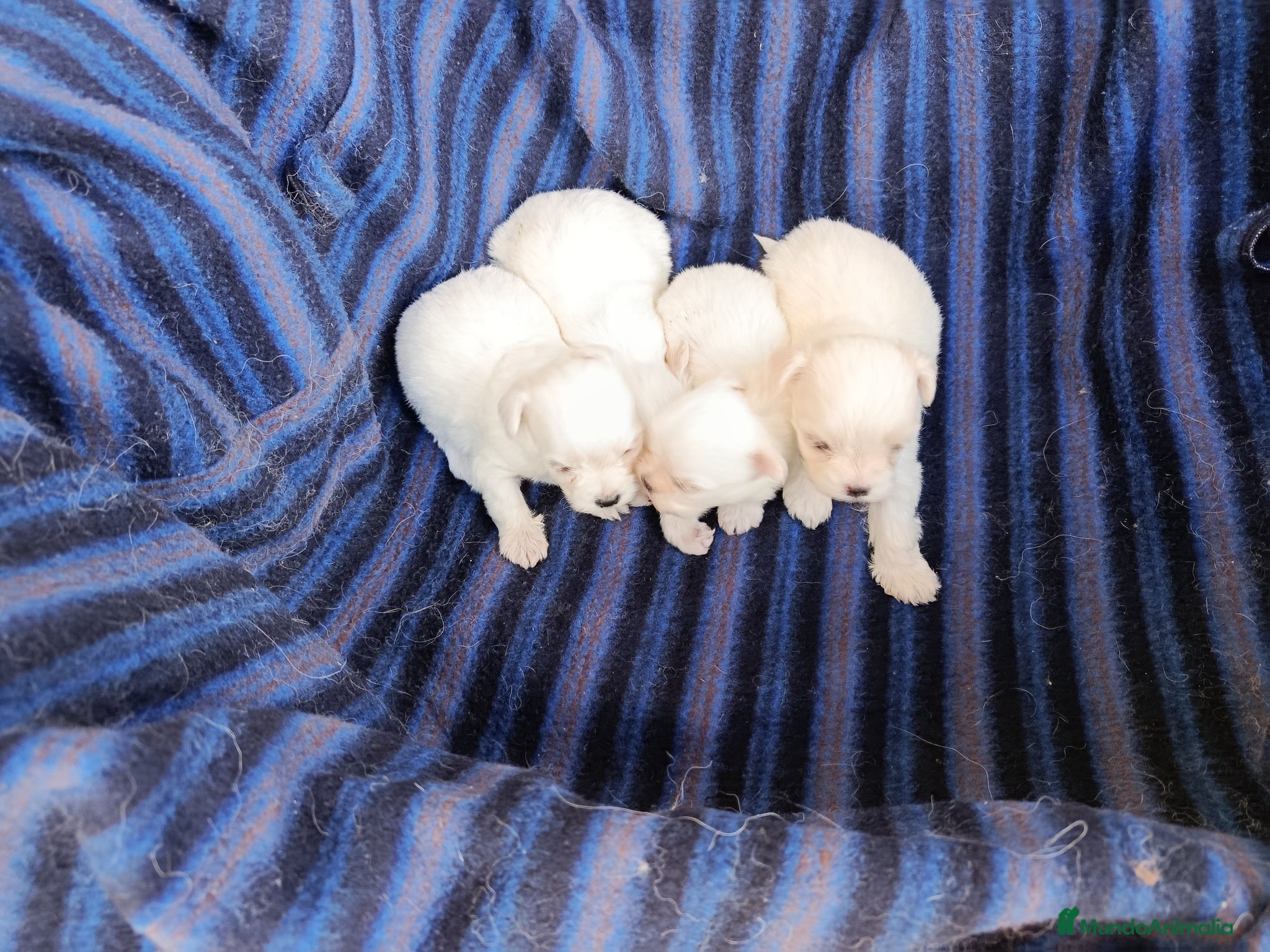Bichón Maltés perros BICHÓN MALTÉS  - Anuncio 1