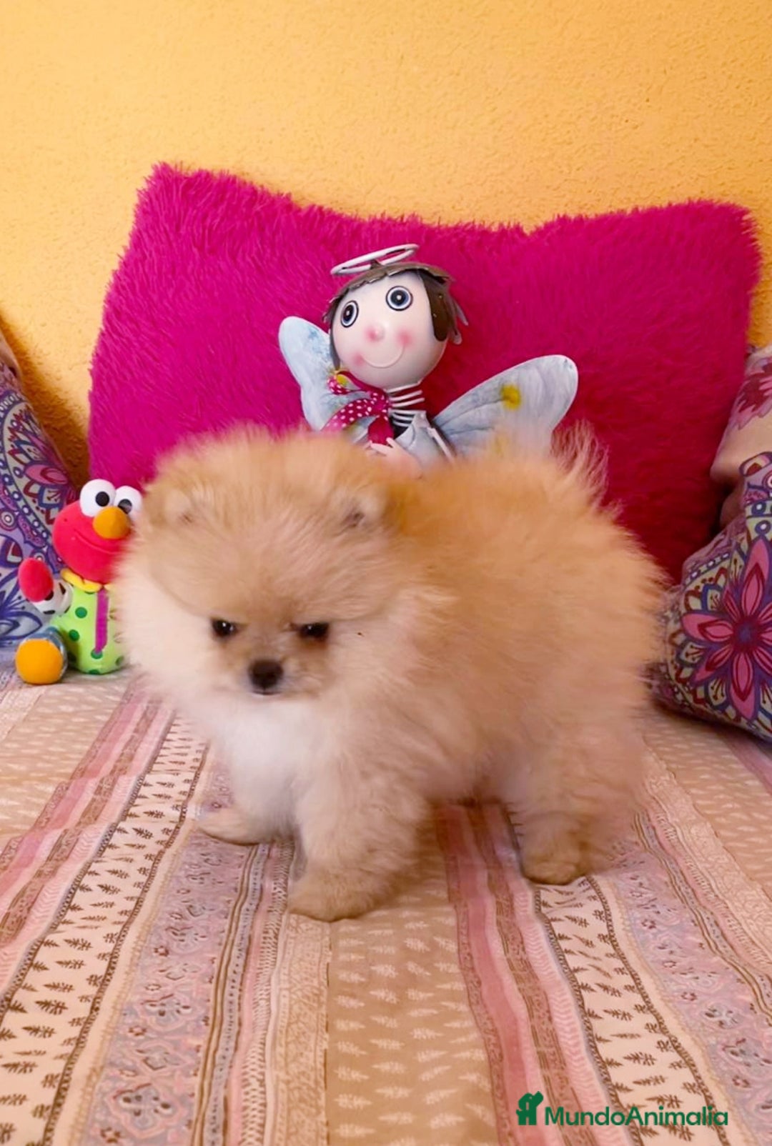 Pomerania perros en venta: Cachorros de Pomerania  - Anuncio 3