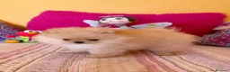 Pomerania perros en venta: Cachorros de Pomerania  - Anuncio 2