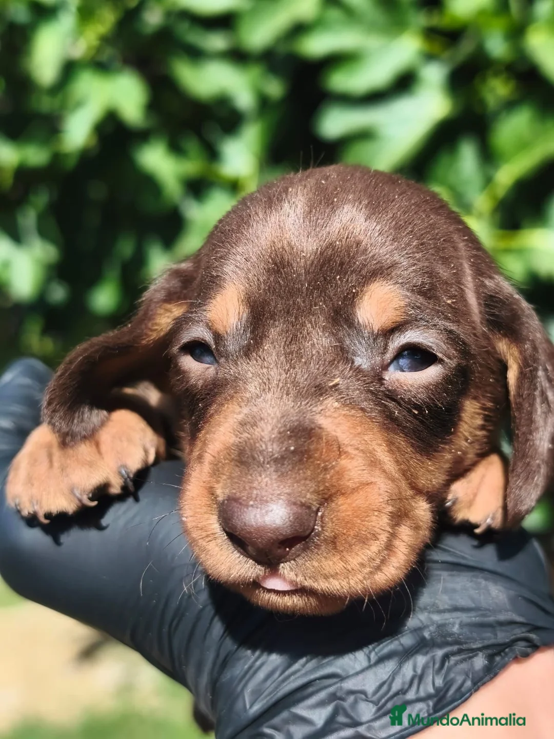 Teckel Miniatura perros en venta: Teckel miniatura toy - Anuncio 2