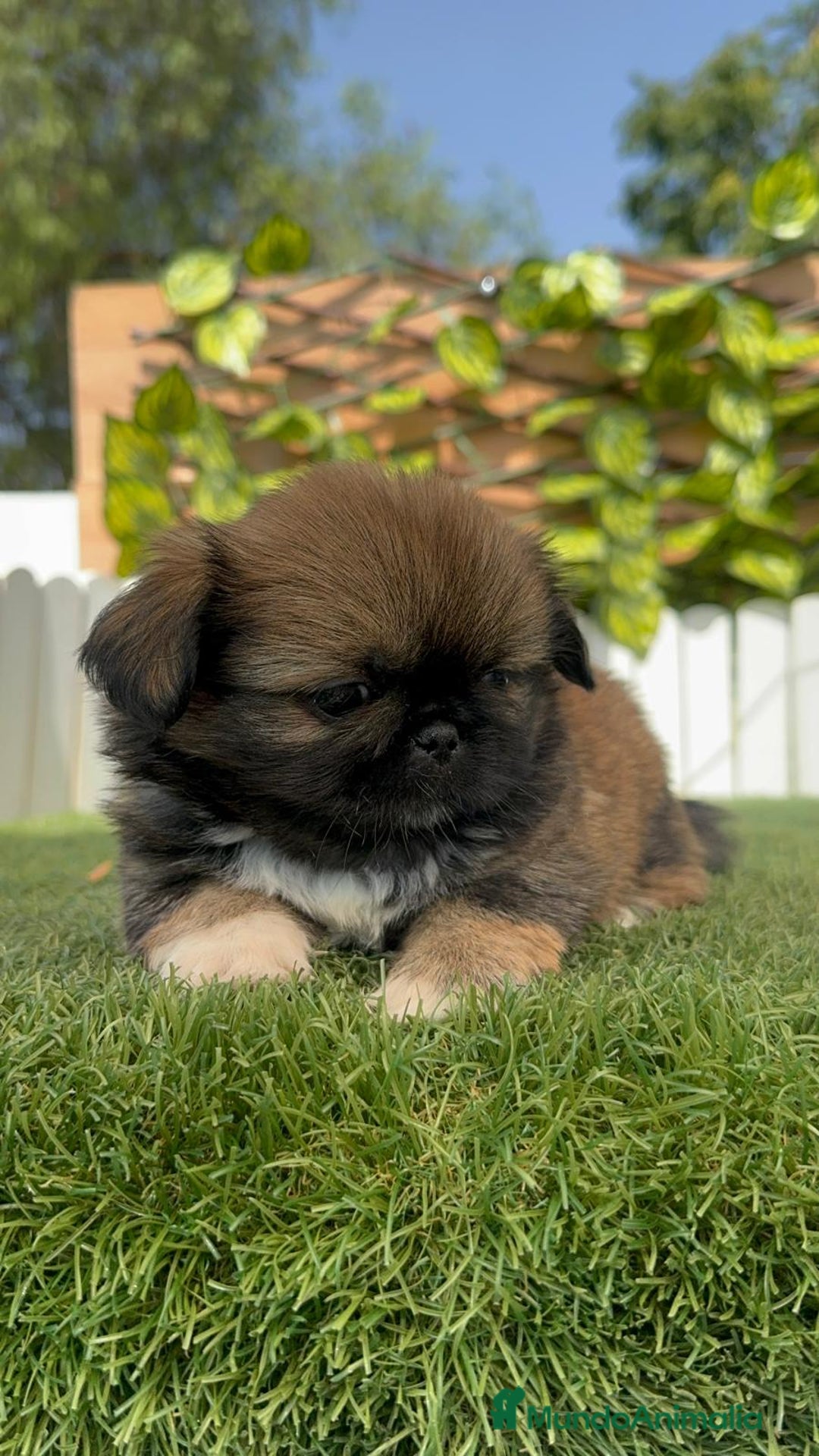 Pekinés perros en venta: PEKINES IMPERIAL HEMBRA - Imagen 7