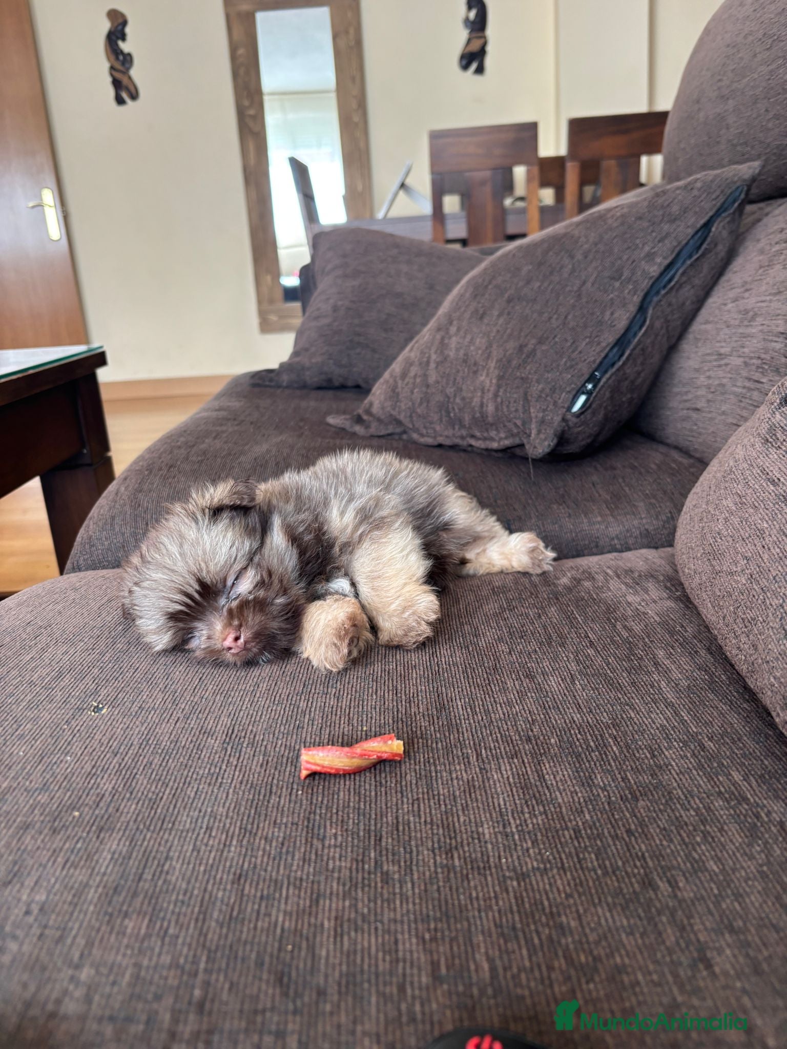 Raza Mixta perros Maltipom machos chocolate  - Anuncio 1