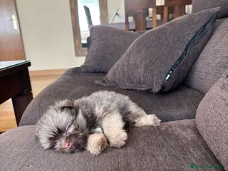 Raza Mixta perros Maltipom machos chocolate - Anuncio 1