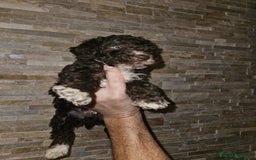 Perro de Agua Español perros en venta: Macho chocolate  - Imagen 3