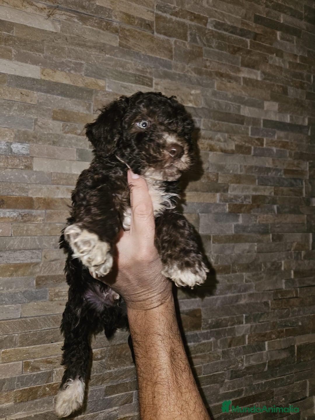 Perro de Agua Español perros en venta: Macho chocolate  - Imagen 3