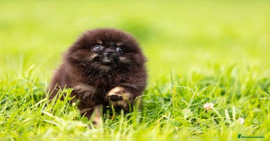 Pomerania perros - Anuncio 12