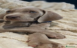 Weimaraner perros en venta: Camada de Braco de Weimar  - Imagen 3