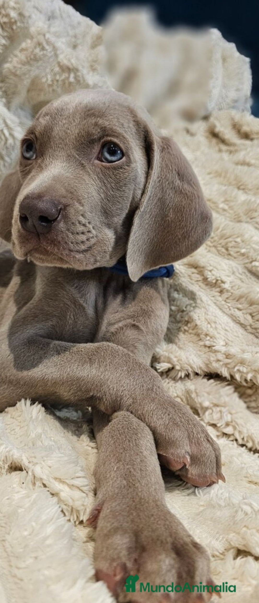 Weimaraner perros en venta: Camada de Braco de Weimar  - Imagen 3