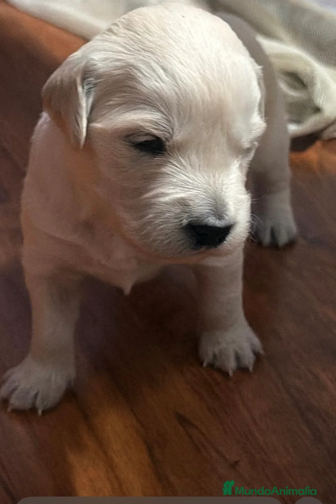 Golden Retriever perros en venta: Espectacular camada de golden retriever 🐾🐶 en Málaga - Anuncio 2