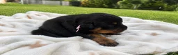 Rottweiler perros en venta: EXCLUSIVA CAMADA EN ESPAÑA - Anuncio 4
