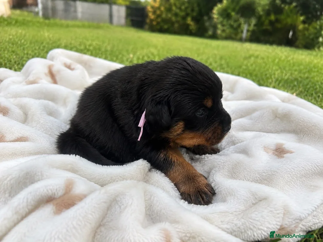 Rottweiler perros en venta: EXCLUSIVA CAMADA EN ESPAÑA - Anuncio 4