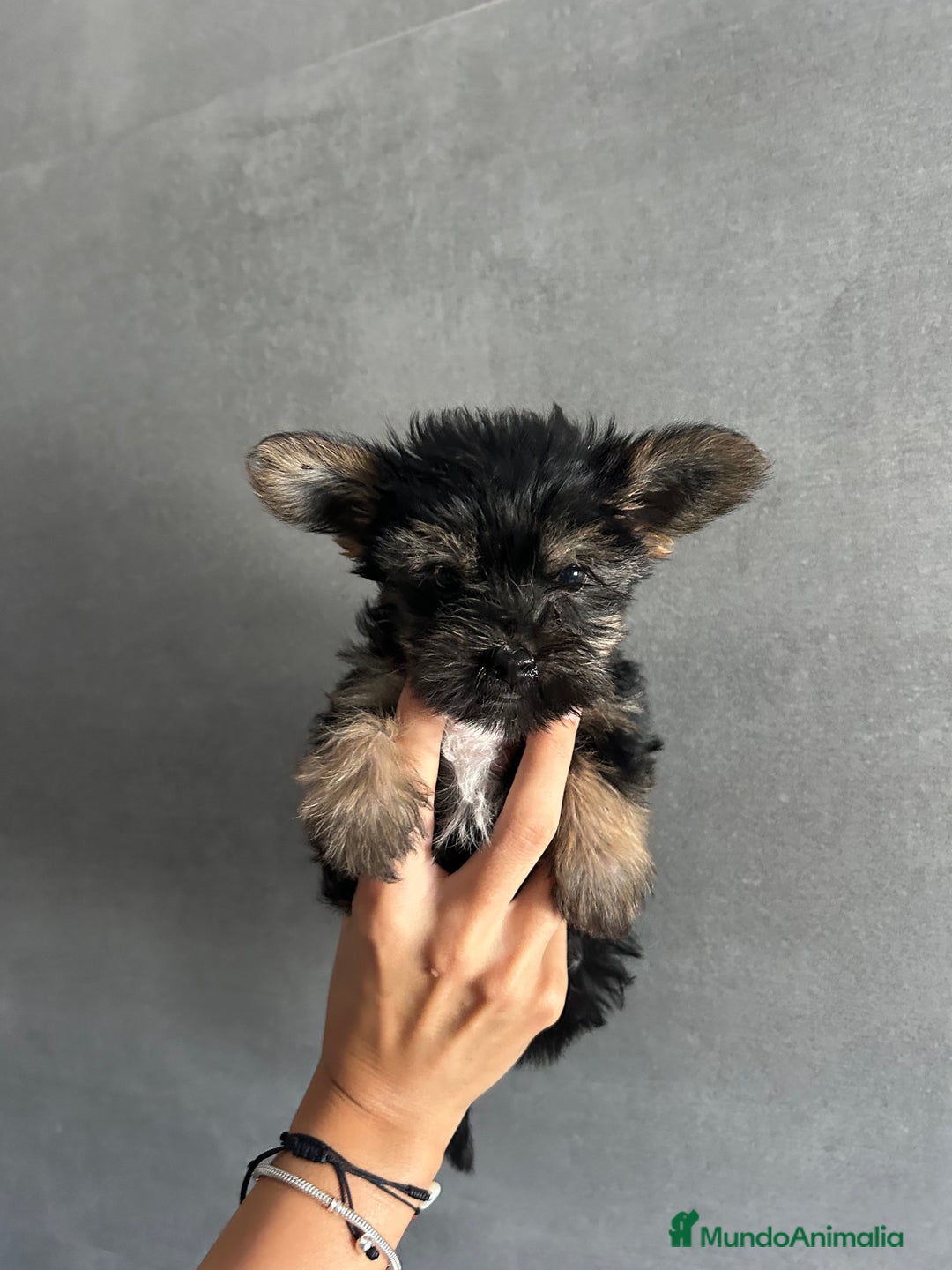 Yorkshire Terrier perros en venta: yorkshire  - Imagen 4