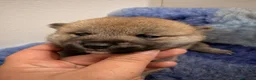 Shiba Inu perros en venta: Excelentes Shiba Inu - Anuncio 3
