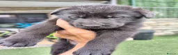 Pastor Alemán perros en venta: pastor alemán negro sólido  - Anuncio 5
