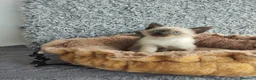 Siamés gatos en venta: Siamés  - Anuncio 5