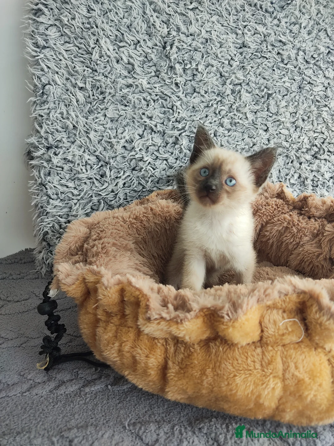 Siamés gatos en venta: Siamés  - Anuncio 5