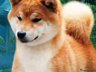 Shiba Inu perros SELECCION Y CRIA DE SHIBA INU, CACHORROS - Anuncio 2