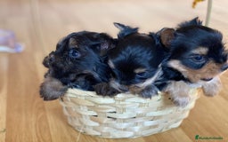 Yorkshire Terrier perros en venta: YORKSHIRE MADRID ////// - Anuncio 5