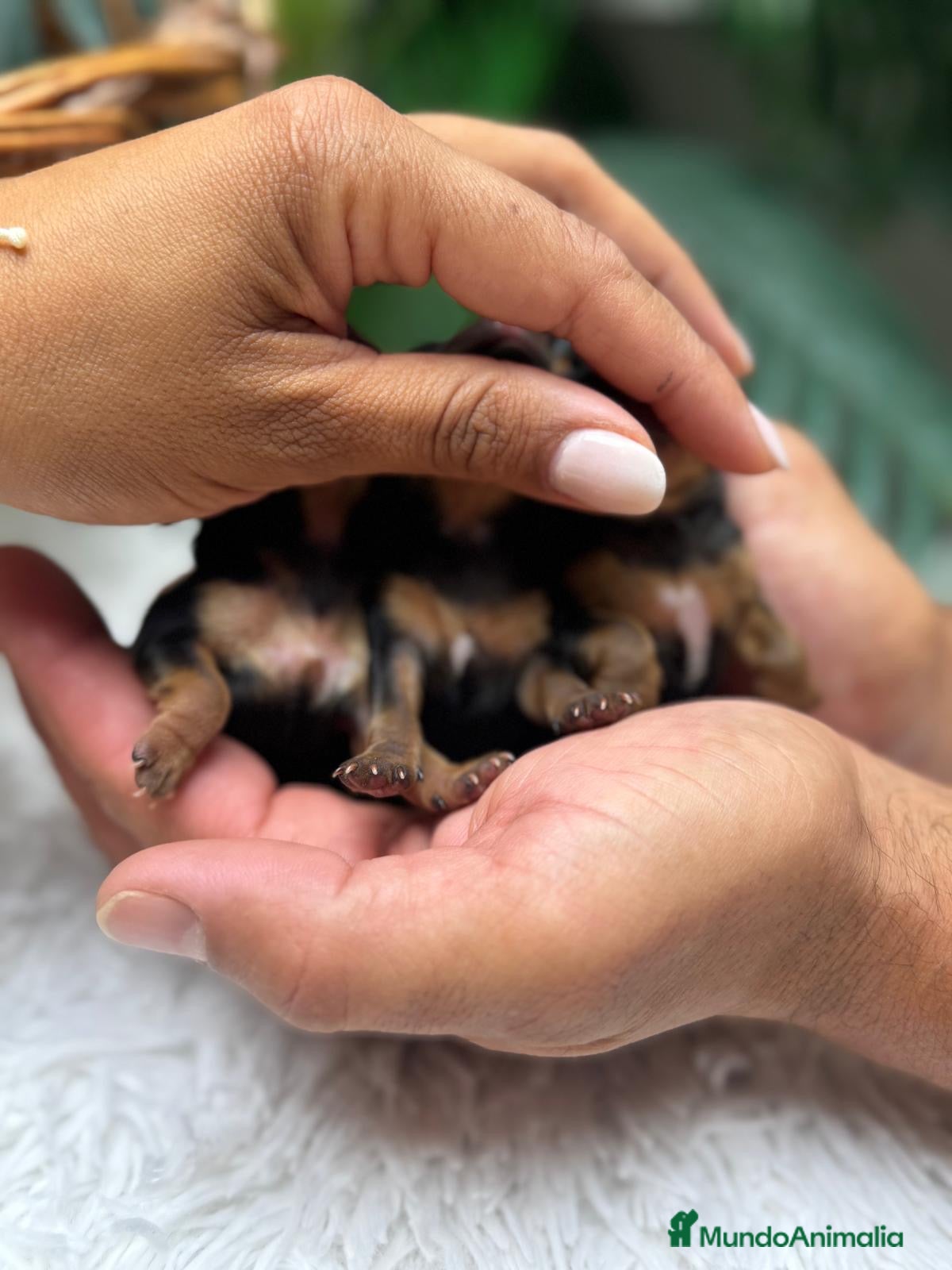 Yorkshire Terrier perros en venta: YORKSHIRE TERRIER - Anuncio 19