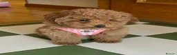 Caniche Toy perros en venta: CANICHES TOY BICOLOR - Anuncio 3