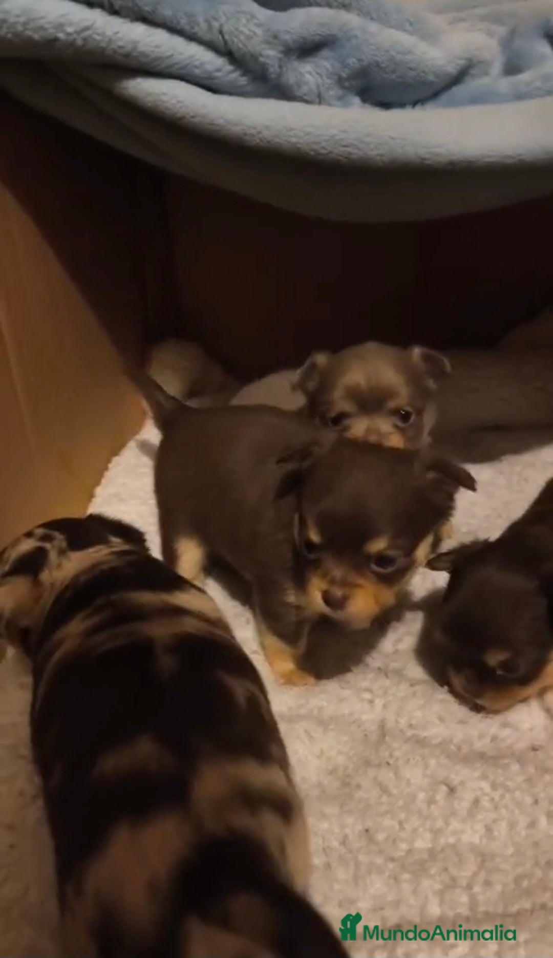 Chihuahua perros Cachorros de chihuahua - Anuncio 2