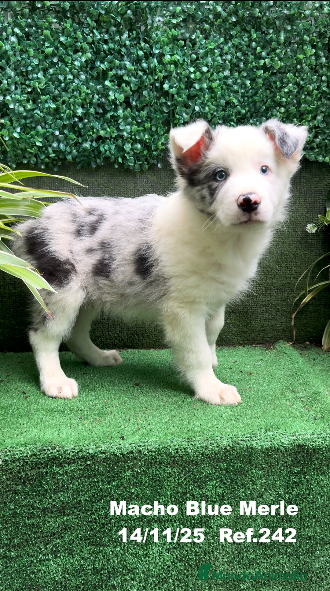 Border Collie perros en venta: Border Collie De Villa Biznaga - Anuncio 8