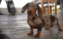 Teckel Miniatura perros en venta: 🔹 TECKEL MINIATURA 🔹 - Imagen 2