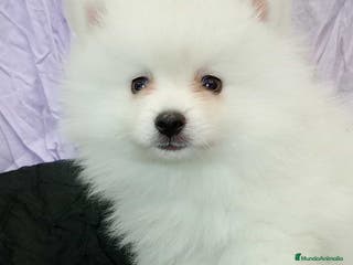Pomerania perros Pomerania Macho 8775 - AQUANATURA en Barcelona - Anuncio 1