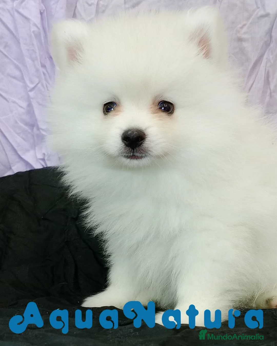 Pomerania perros en venta: Pomerania Macho 8775 - AQUANATURA en Barcelona - Anuncio 1