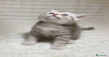 Scottish Straight gatos Estupendo scottish straight - Anuncio 2