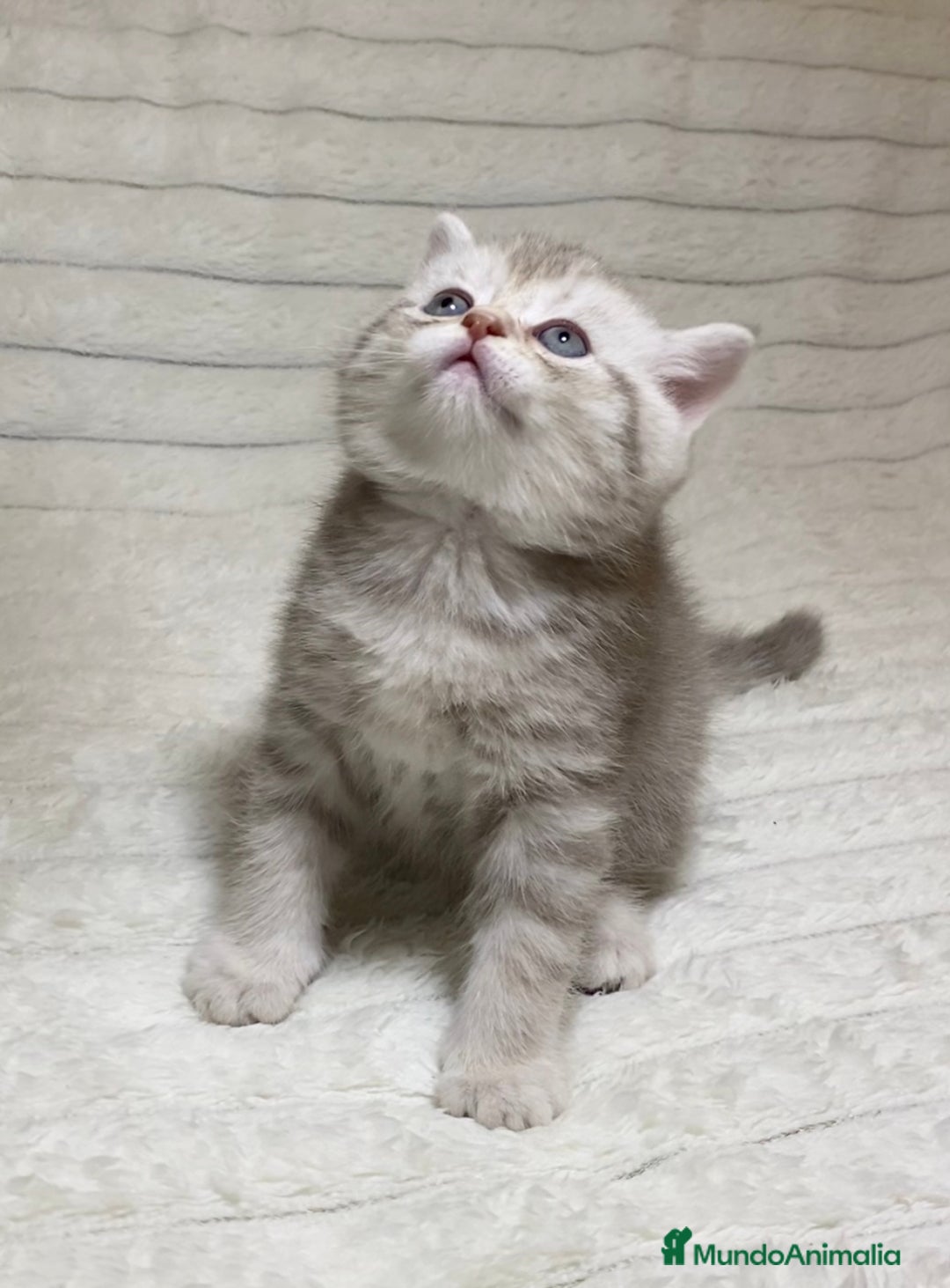 Scottish Straight gatos en venta: Estupendo scottish straight - Anuncio 3