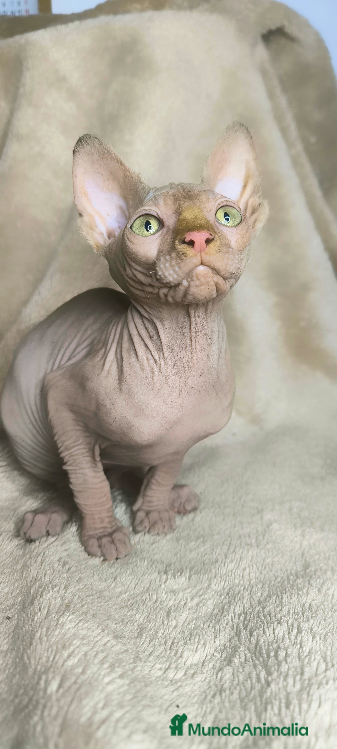 Sphynx gatos en venta: Macho rojo - Anuncio 3