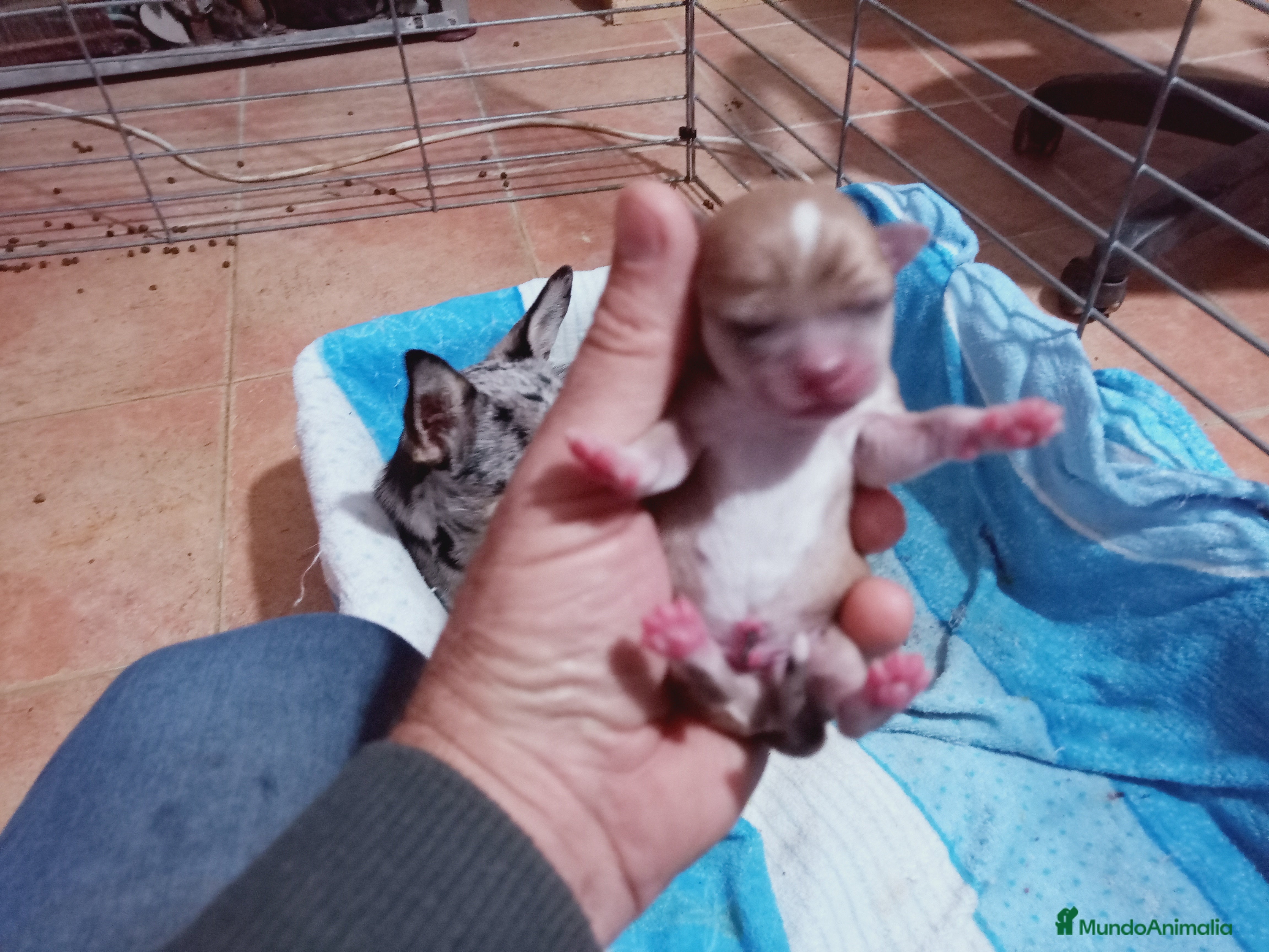 Chihuahua perros Camada Kiwi Chihuahua Merle - Anuncio 2