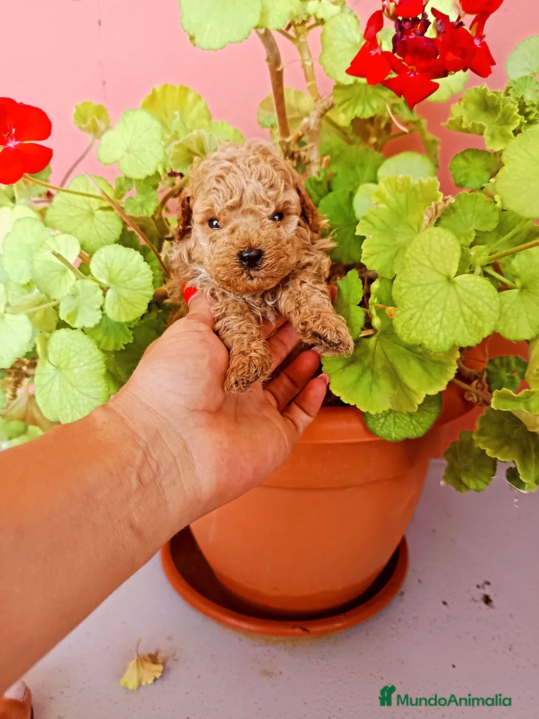 Caniche Toy perros en venta: Caniche toy - Anuncio 3