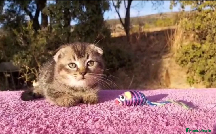 Scottish Fold gatos - Anuncio 4