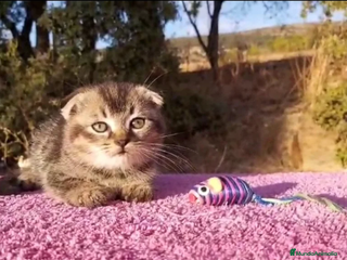 Scottish Fold gatos - Anuncio 4