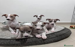 Whippet perros en venta: WHIPPET CADIZ  - Imagen 2