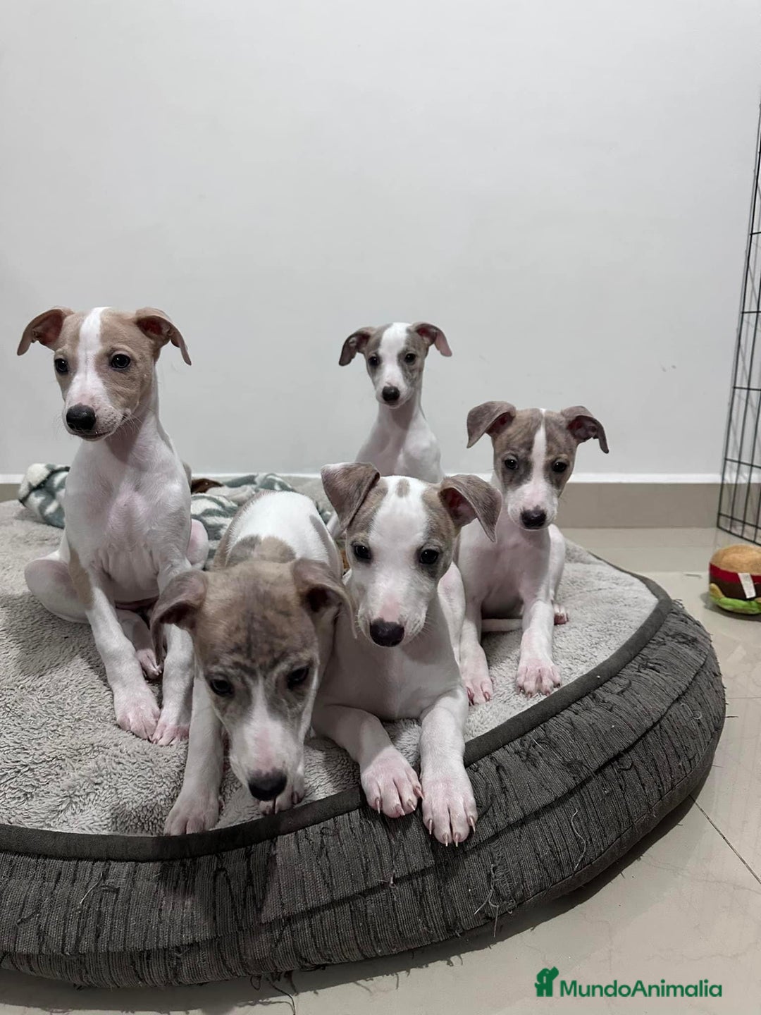 Whippet perros en venta: WHIPPET CADIZ  - Imagen 2