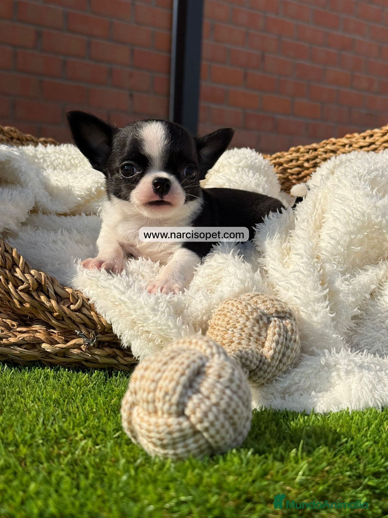 Chihuahua perros en venta: CHIHUAHUA TOY - Anuncio 7