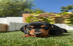 Teckel Miniatura perros en venta: TECKEL MINIATURA - Imagen 21