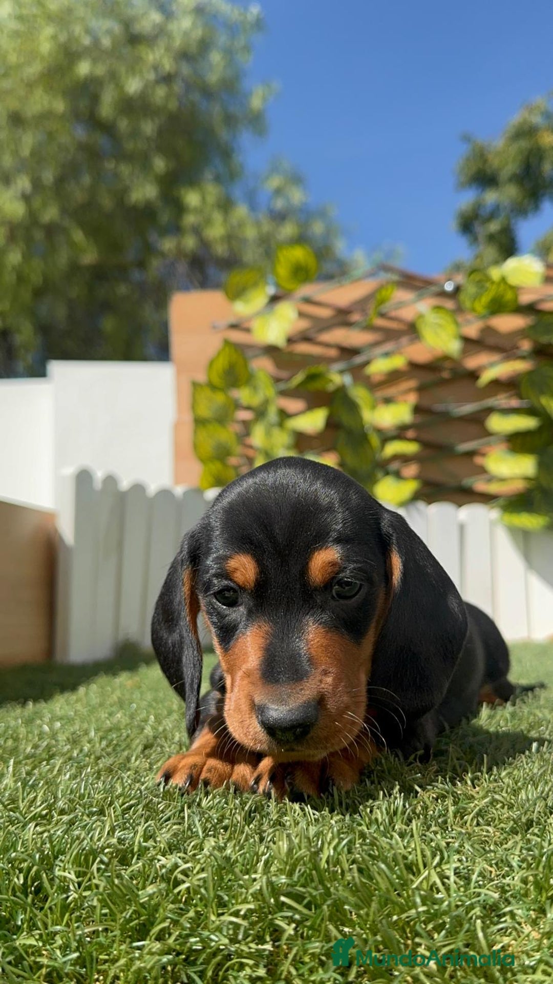 Teckel Miniatura perros en venta: TECKEL MINIATURA - Imagen 21