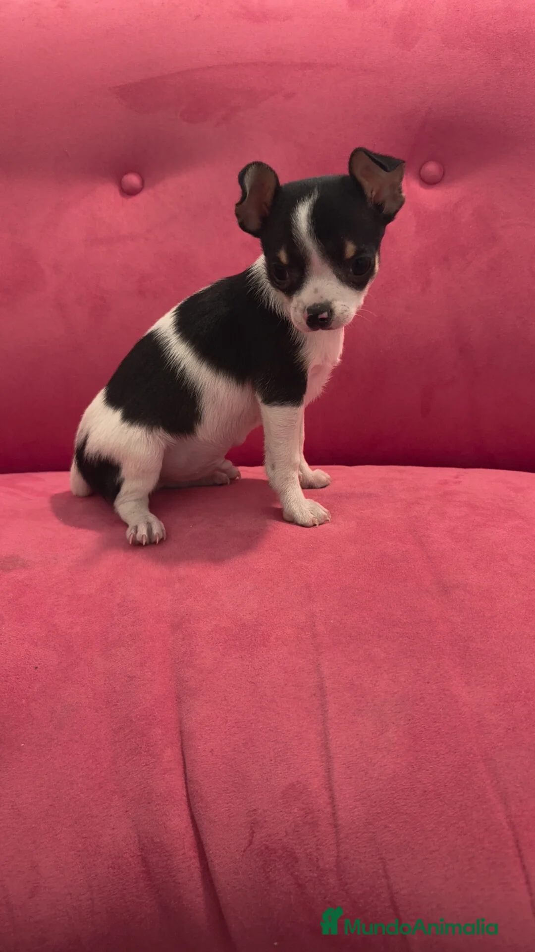 Chihuahua perros en venta: Chihuahua Macho retrognatismo  - Anuncio 2