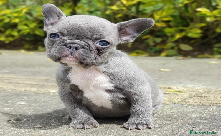 Bulldog Francés perros BULLDOG FRANCÉS /// CRIADOS CON AMOR Y COMPROMISO - Anuncio 1