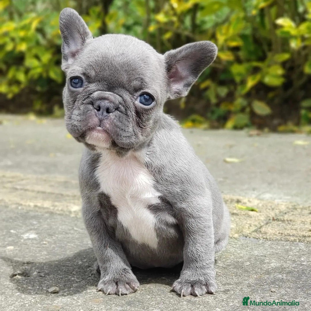 Bulldog Francés perros en venta: BULLDOG FRANCÉS /// CRIADOS CON AMOR Y COMPROMISO - Anuncio 1