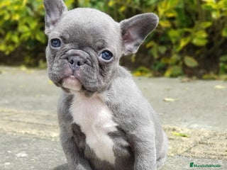 Bulldog Francés perros BULLDOG FRANCÉS /// CRIADOS CON AMOR Y COMPROMISO - Anuncio 1