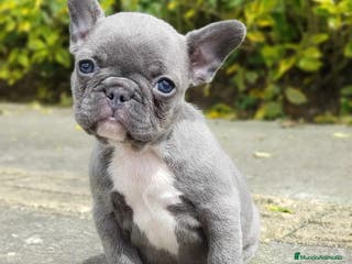 Bulldog Francés perros BULLDOG FRANCÉS /// CRIADOS CON AMOR Y COMPROMISO - Anuncio 29