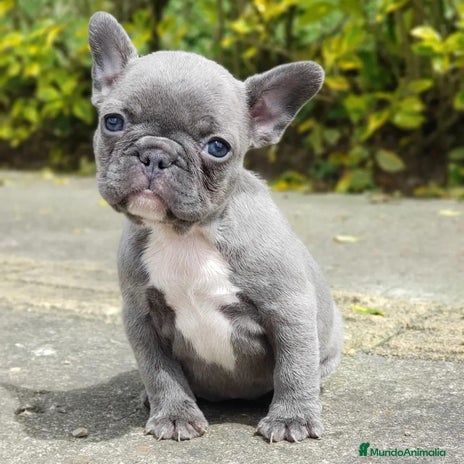 Bulldog Francés perros BULLDOG FRANCÉS /// CRIADOS CON AMOR Y COMPROMISO - Anuncio 1
