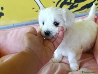 Bichón Maltés perros en Madrid - Anuncio 23