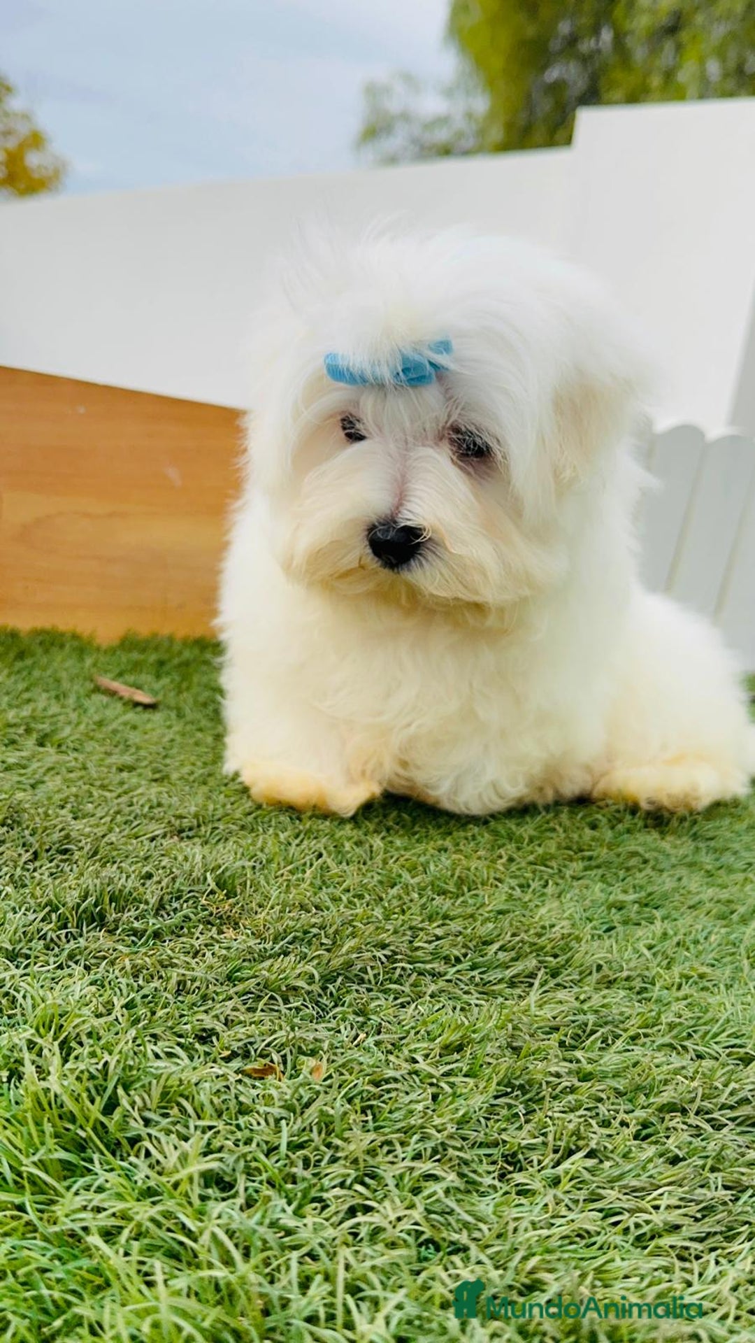 Bichón Maltés perros en venta: BICHON MALTES - Anuncio 14